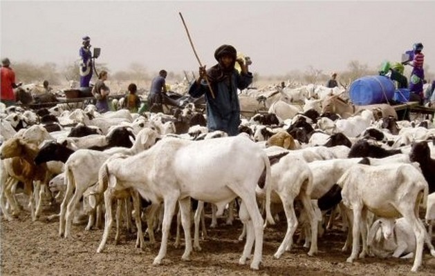 Tchad : 30% des exportations proviennent de la filière élevage