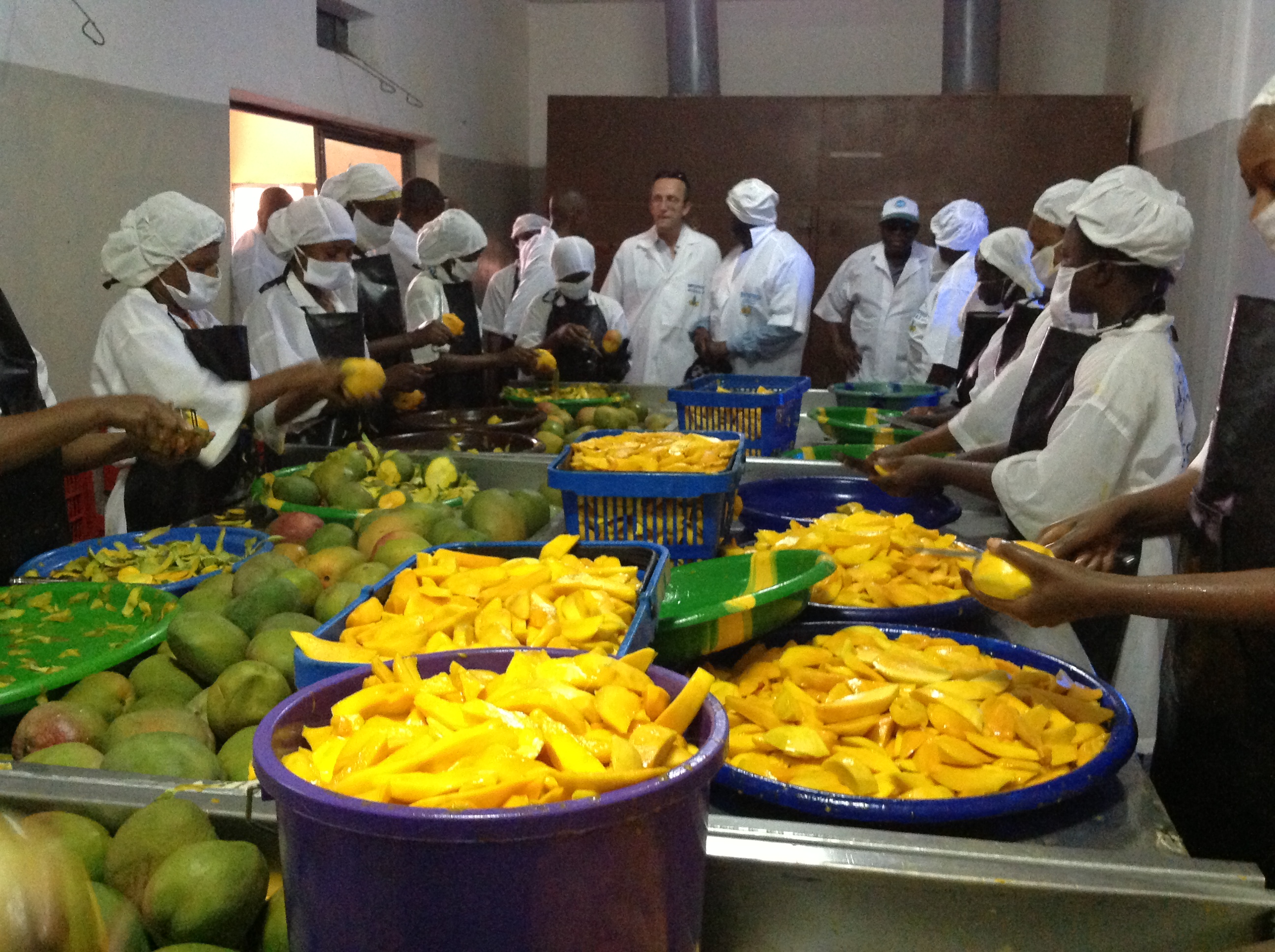 Mali : La mangue, une valeur ajoutée dans l’économie nationale