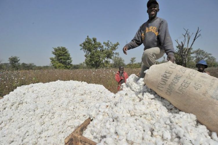 Côte d’Ivoire: Le coton et l’anacarde soutiennent l’économie