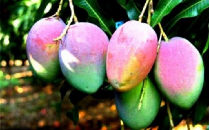 Côte d’Ivoire: La filière mangue se met aux normes mondiales