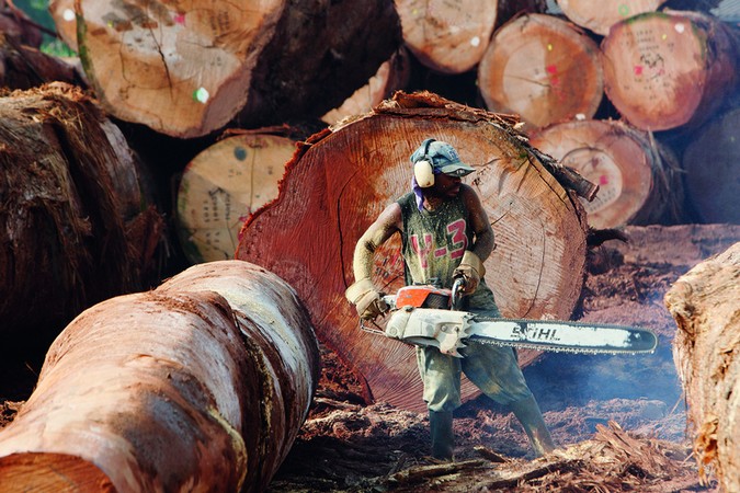 Pour une réelle industrie forestière en Afrique centrale