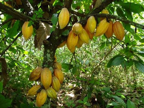 La Côte d’Ivoire s’engage pour améliorer les matériaux végétaux du cacao