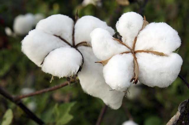 L’Egypte : suspension des importations du coton pour doper la production nationale