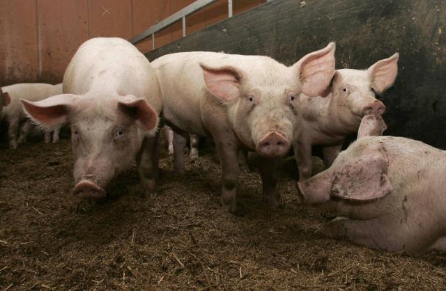 La Côte d’Ivoire  veut multiplier par 4, le chiffre d’affaires de sa filière porcine
