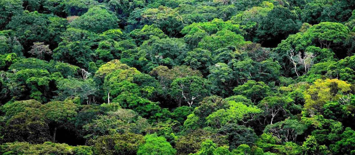 Les forêts pour investir dans un avenir durable