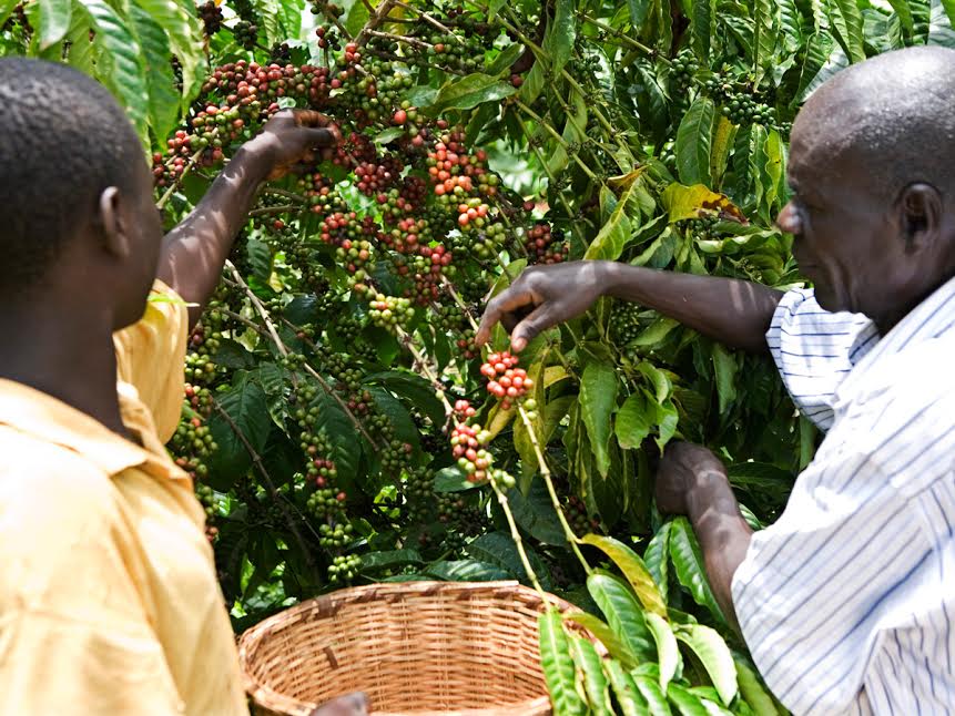 Ouganda : Leader du café africain