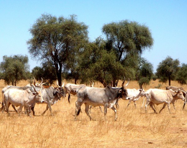 Mali : Coup d’envoi du projet de pastoralisme du Sahel