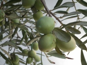olive-tunisie