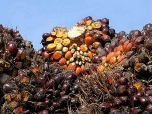 Le Cameroun va importer 47.000 tonnes d’huile de palme en 2016