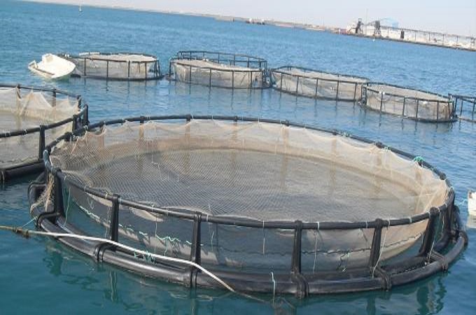 Une nouvelle écloserie d’aquaculture installée à El Argoub au sud du Maroc