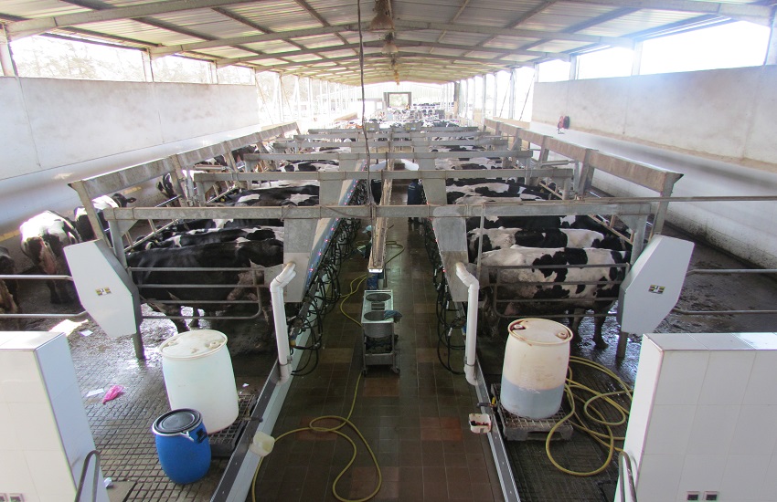 Maroc : La Charte Qualité pour améliorer la filière laitière