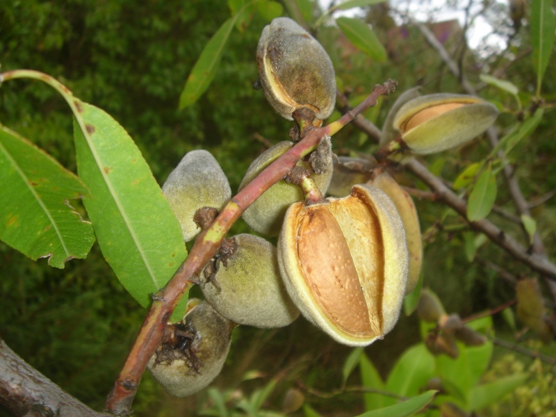 La Côte d’Ivoire se lance dans la transformation des noix d’amandier