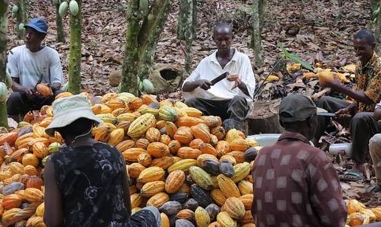 Le Brésil pourrait lever l’interdiction sur l’importation des fèves de cacao de Côte d’Ivoire