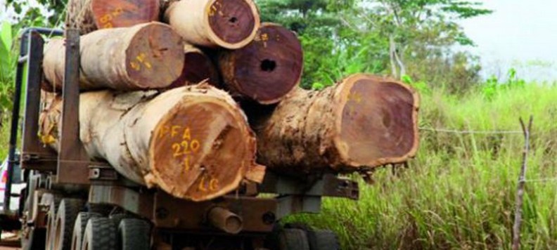 La Gambie interdit l’importation du bois