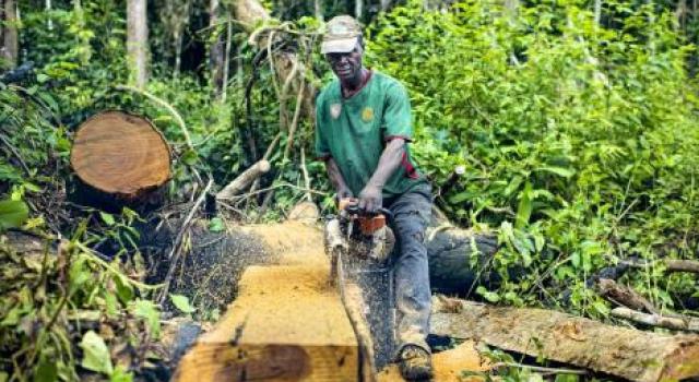 RDC : Greenpeace Afrique salue l’annulation de trois licences d’exploitations forestières