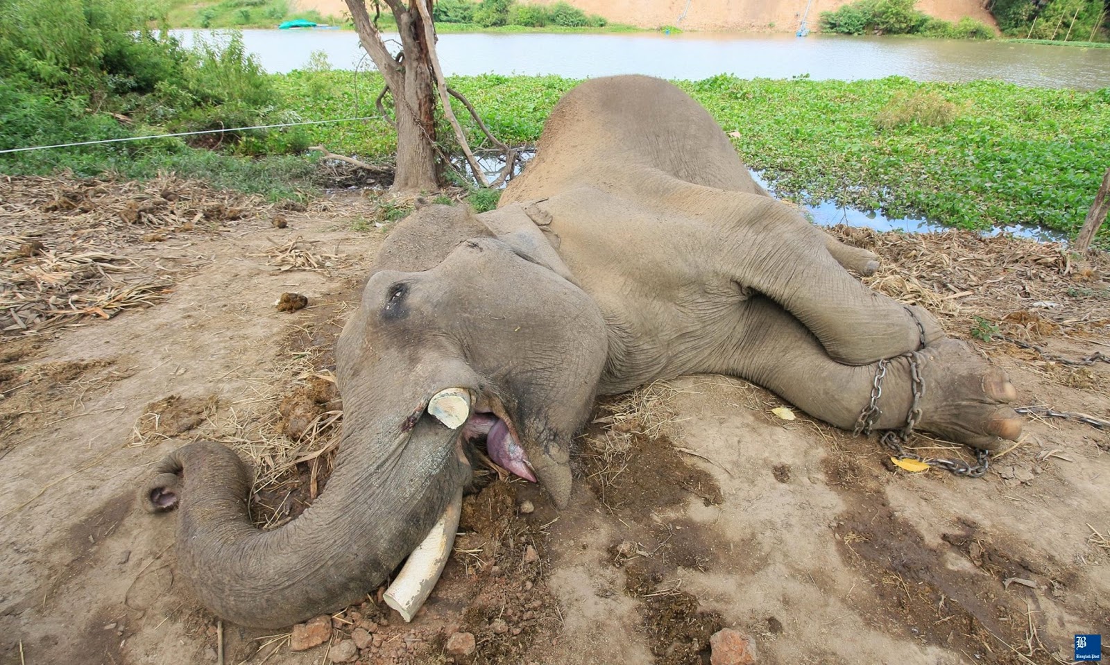 Le braconnage d’éléphants engendre à l’Afrique une perte annuelle de 25 millions $