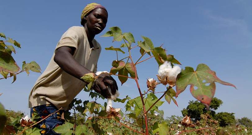 Le Burkina Faso abandonne le coton génétiquement modifié