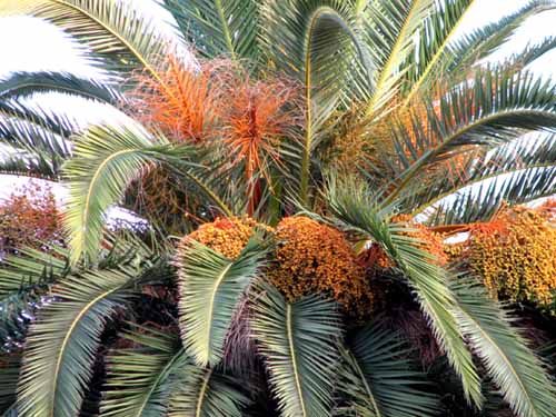Algérie Les dérivés du palmier dattier, au cœur d’un salon de l’artisanat à Biskra