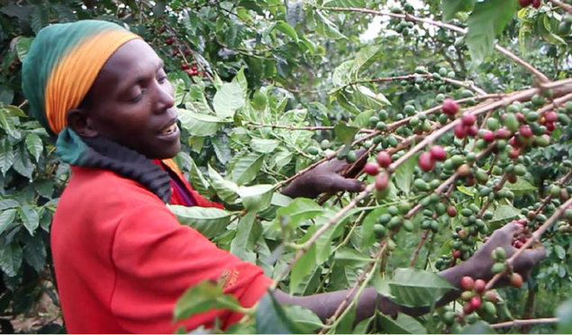 Le Rwanda augmente de 64% le prix d’achat du café