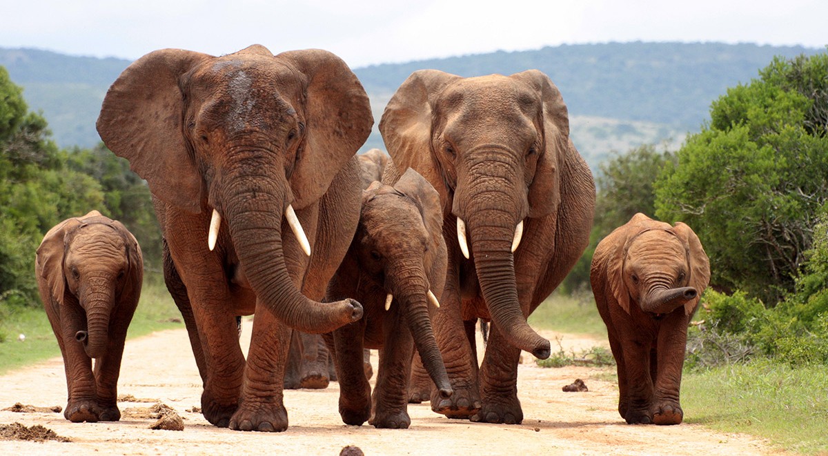 Les éléphants seraient plus en sécurité avec la baisse du prix de l’ivoire sur le marché noir
