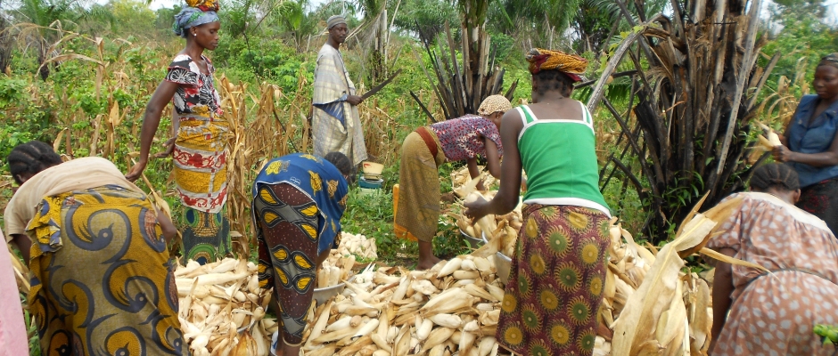 Le Bénin réalise 13,2 % de croissance durant la campagne agricole 2016-2017