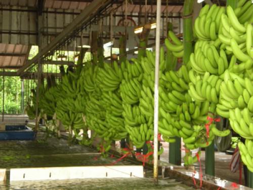 La Côte d’Ivoire détrône le Cameroun dans la production de bananes