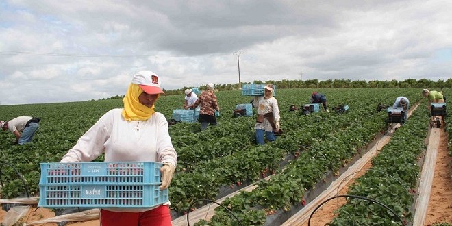 L’agriculture marocaine parmi les meilleures du continent africain