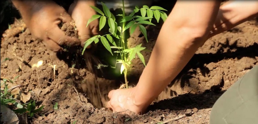 Ouganda : De petites sommes pour préserver la forêt