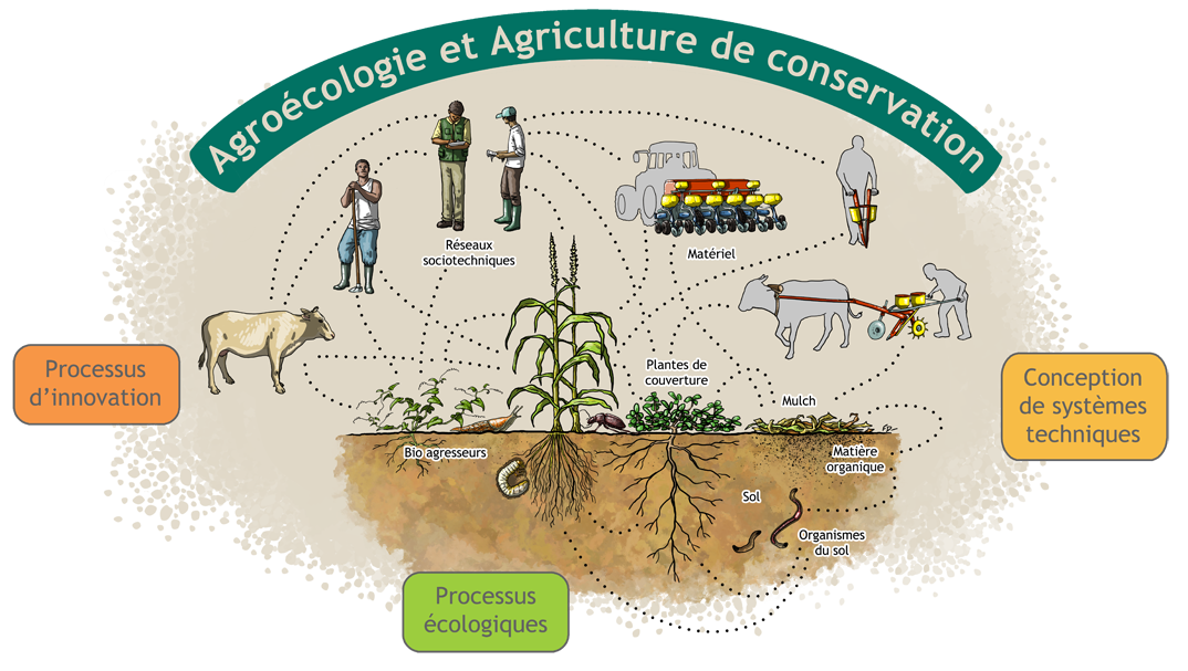 Le Maroc accueille en septembre un symposium international sur l’agriculture de conservation