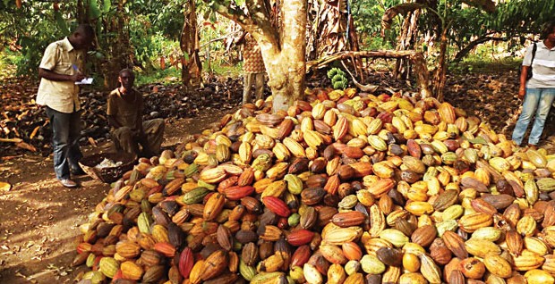 Côte d’Ivoire : Le prix du kilo du cacao maintenu à 700 FCFA