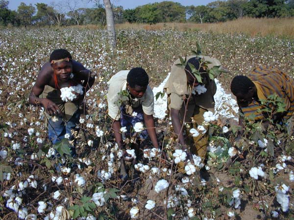La banque du coton africain se tourne vers le Burkina Faso