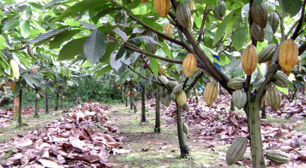 Le cacao ivoirien fait face au Swollen shoot