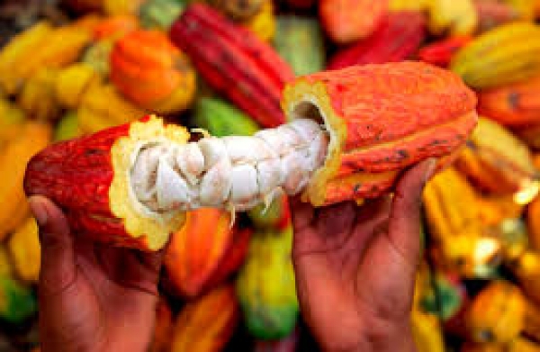 Copal : Les producteurs africains de cacao cherchent s’imposer  sur le marché international