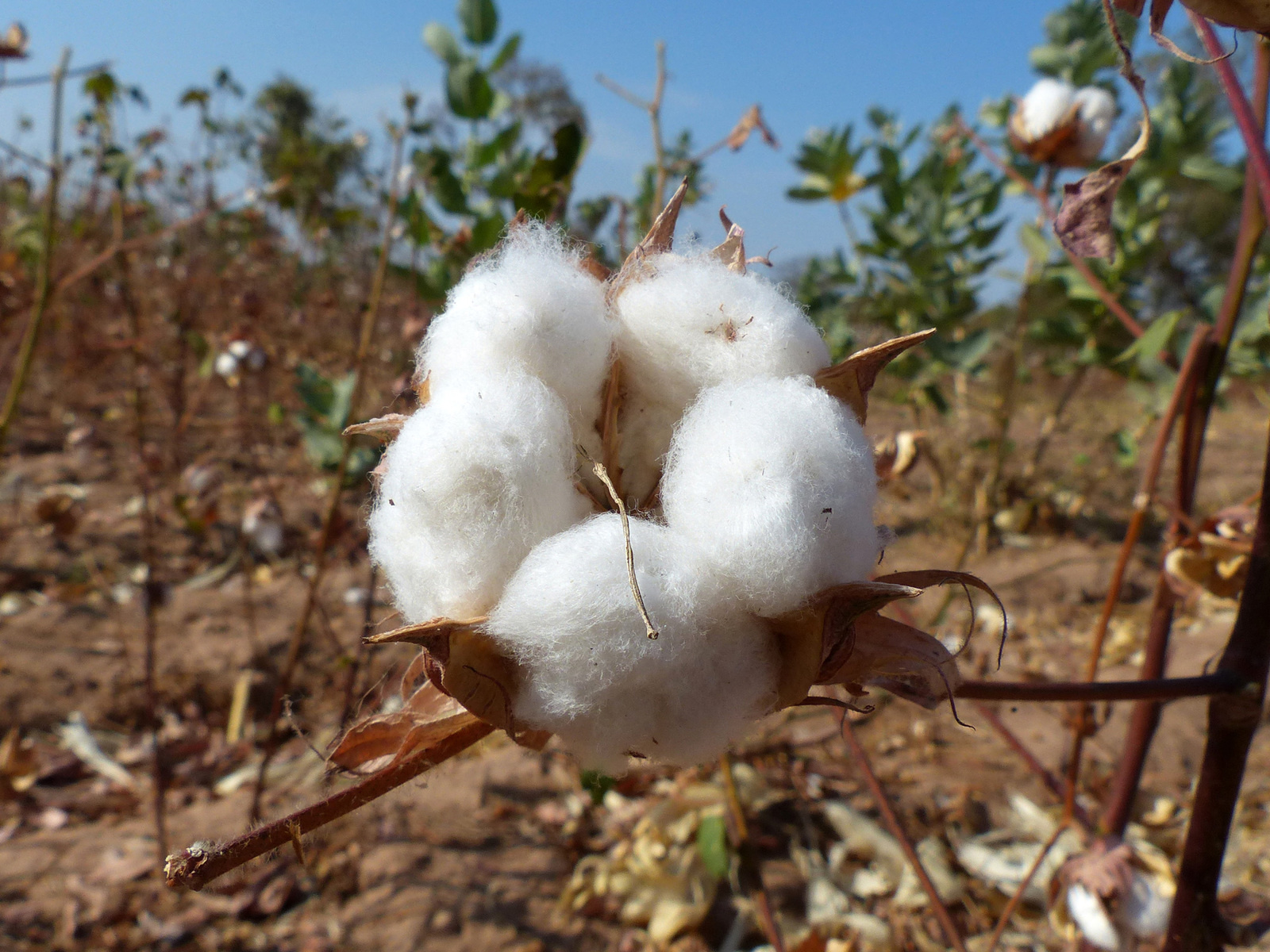 Burkina Faso : La filière coton gratifiée d’une assurance récolte