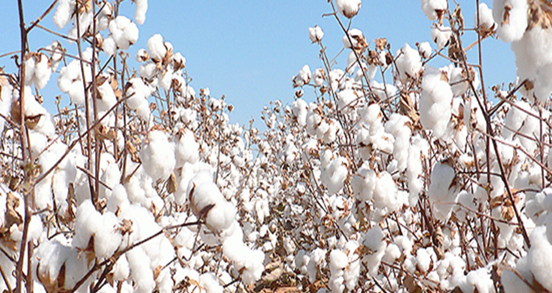 Le Burkina Faso organise son premier Salon du coton et du textile