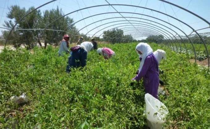 Algérie: Booster l’activité agricole dans la wilaya de Tamanrasset