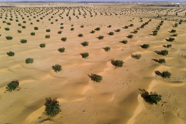 Lancement à Dakhla d’un projet pilote de reforestation des déserts