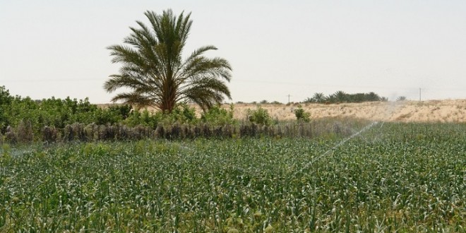 L’Algérie recours aux énergies alternatives dans l’agriculture