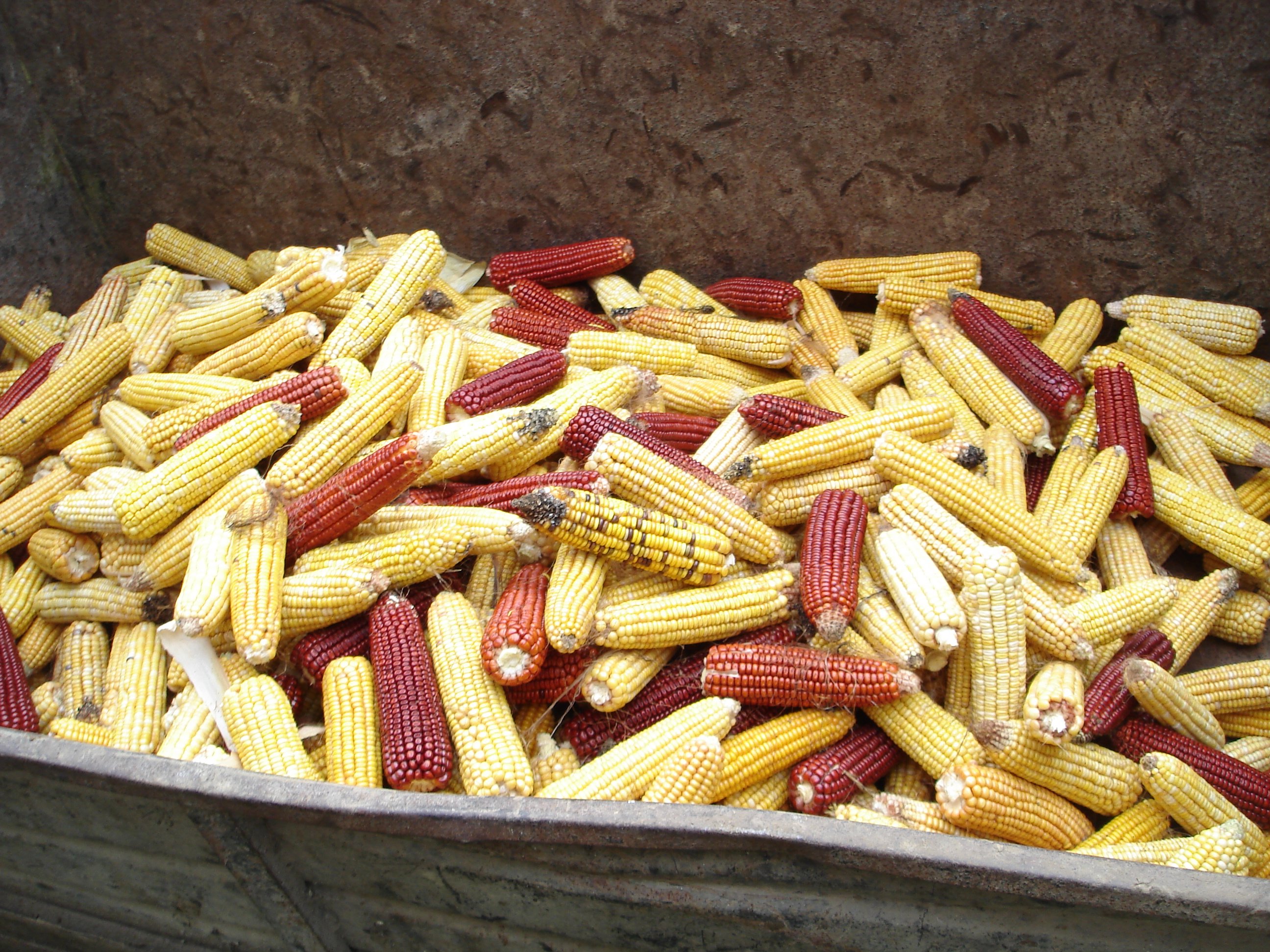 La Zambie fixe pour son maïs un prix-plancher de 198,9$ la tonne