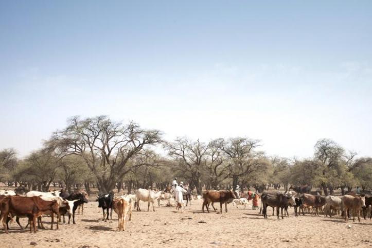 Des affrontements entre éleveurs et cultivateurs tchadiens font onze morts