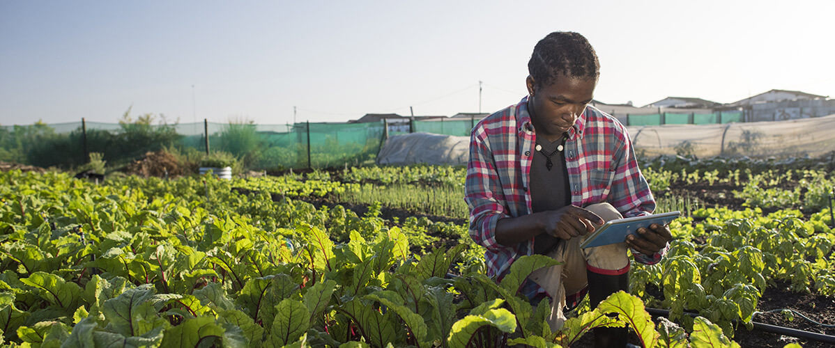 Afrique : Des solutions numériques au service de l’agriculture