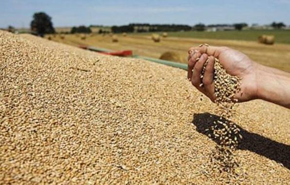 Les prix du blé en hausse sur le marché international