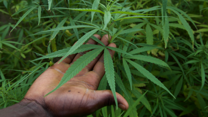 Le Rwanda légalise le cannabis médical pour l’exportation