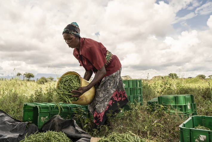Afrique : Bientôt deux Centres d’excellence en agriculture et en logistique