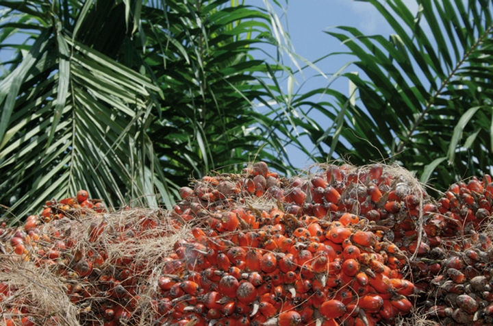 Des lauriers pour l’industrie de l’huile de palme