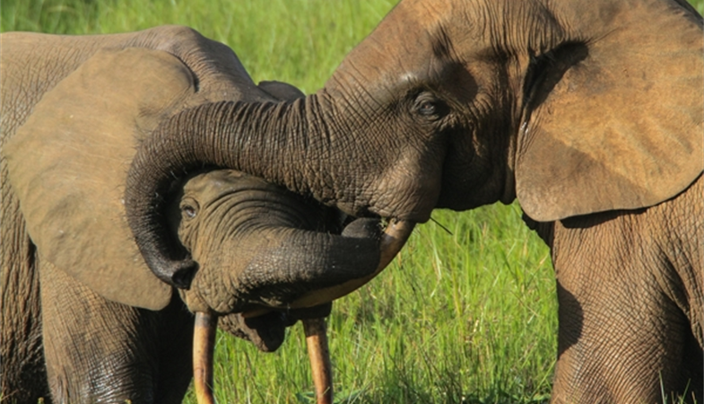 Les dégâts causés par les éléphants au Gabon accentuent la pauvreté