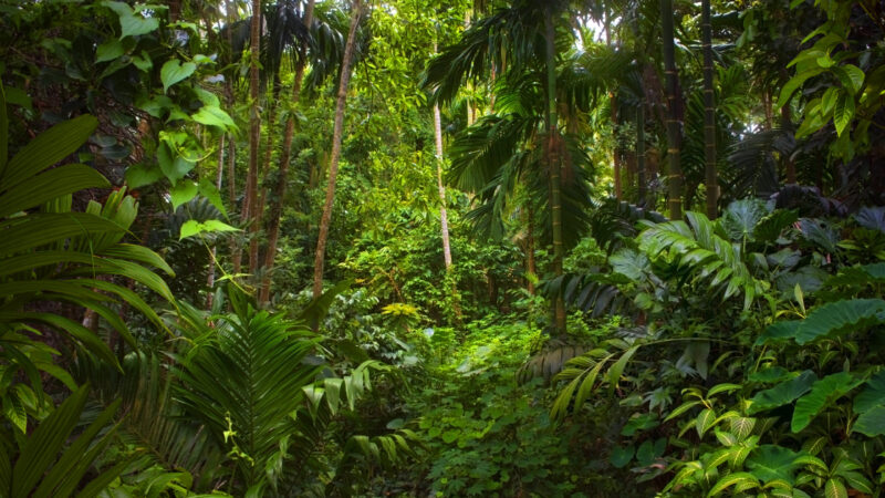 Nations Unies: Préserver les forêts pour atténuer les impacts du changement climatique