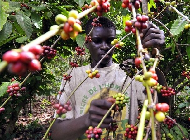 La production de café en Côte d’Ivoire a chuté de 62% en dix ans