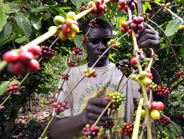 La production de café en Côte d’Ivoire a chuté de 62% en dix ans