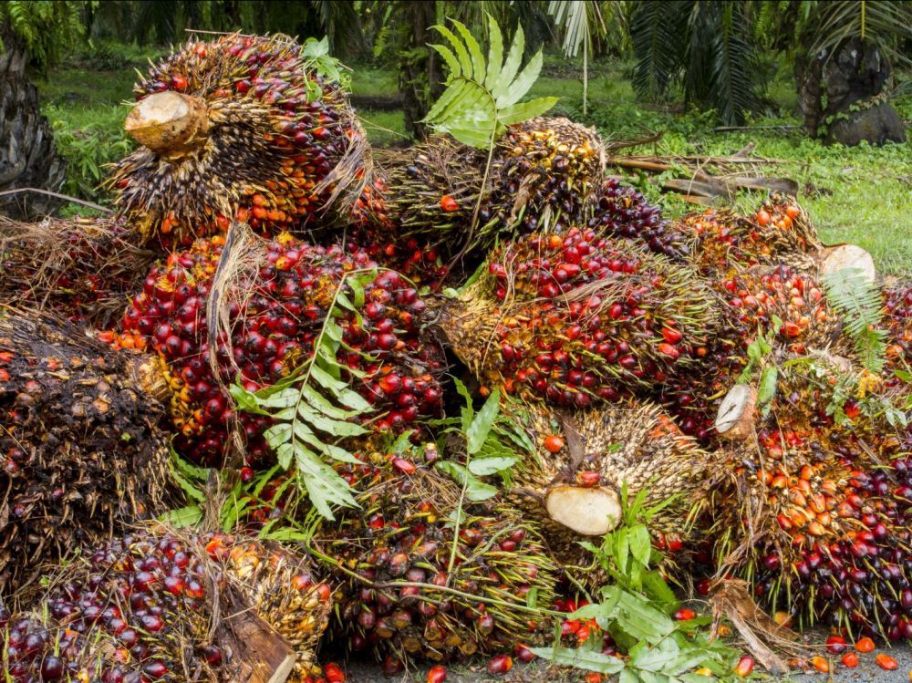 L’OMC examine les mesures de l’UE visant l’huile de palme